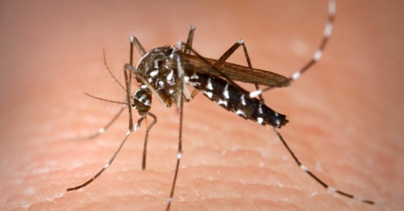 Thailand’s Department for Disease Control issues Chikungunya warning