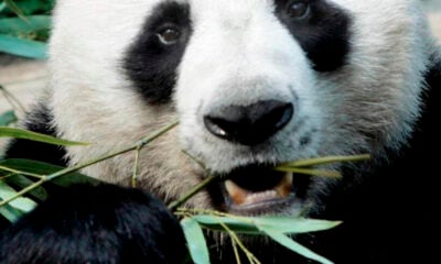 Thailand’s favourite giant panda dies in Chiang Mai Zoo aged 19 | The Thaiger