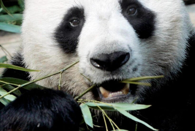 Thailand’s favourite giant panda dies in Chiang Mai Zoo aged 19