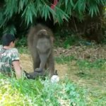 Aaaaaw, baby elephant takes a nap | Thaiger