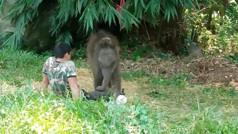 Aaaaaw, baby elephant takes a nap