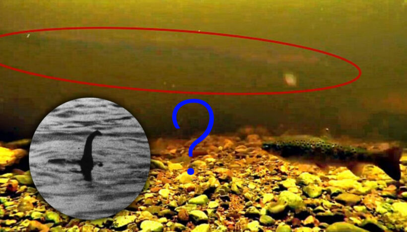 ตำนานสัตว์ประหลาดแห่งทะเลสาบ Loch Ness อาจเป็นแค่ ‘ปลาไหลยักษ์’ | The Thaiger