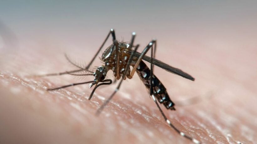 Dengue fever surges 400% in Northern Thailand province compared to 2019