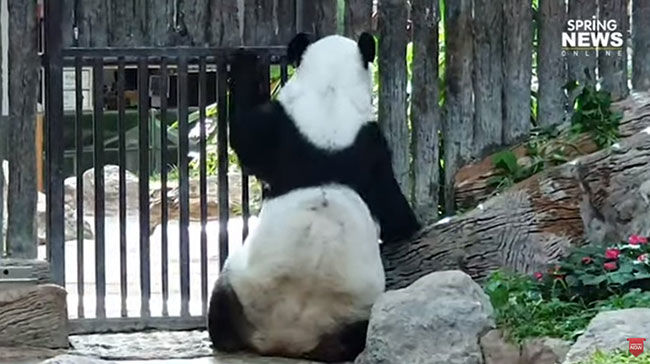 เศร้า! หลินฮุ่ยยืนเกาะกรงมองหา ช่วงช่วง ไม่รู้ว่าอีกฝ่ายจากไปแล้ว | The Thaiger