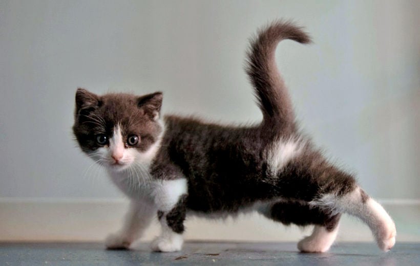 Copycat – Chinese company announces first cloned kitten