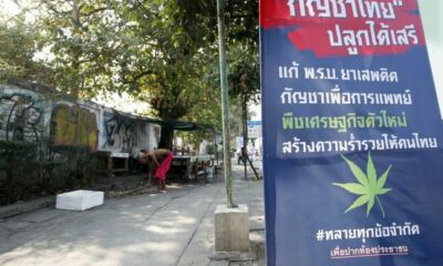 Proposal: New law that will allow six cannabis plants per Thai household | The Thaiger