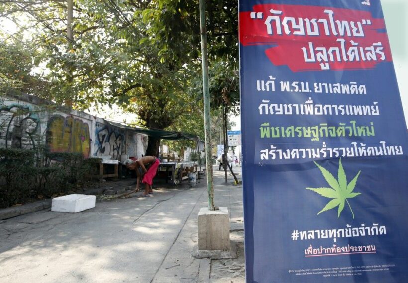 Proposal: New law that will allow six cannabis plants per Thai household