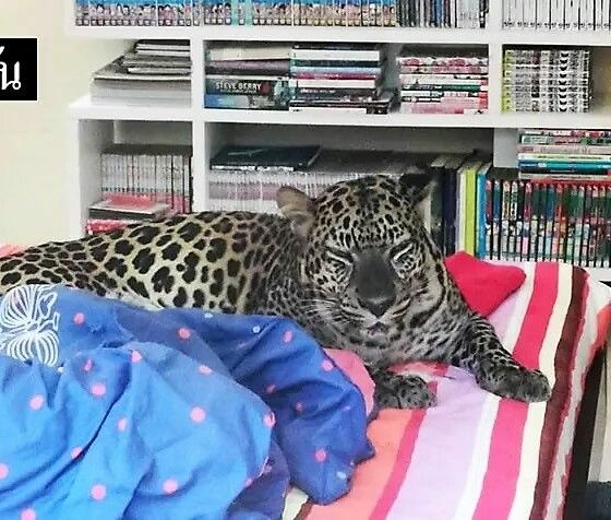 Pet leopard not a hit with neighbours in Chonburi, Thailand | The Thaiger