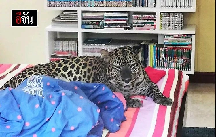 Pet leopard not a hit with neighbours in Chonburi, Thailand | Thaiger