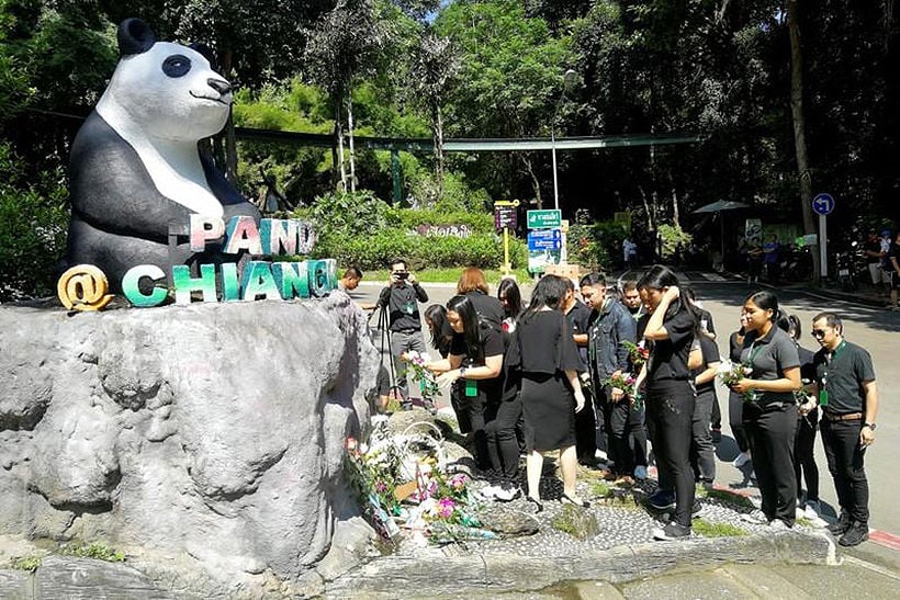 Chinese netizens want to know what caused panda Chuang Chuang’s death