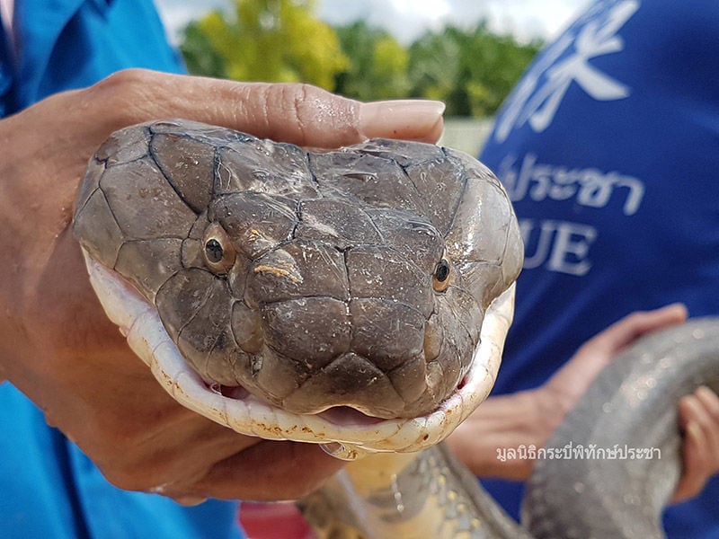 Four metre, 15 kilogram king cobra found in a Krabi village