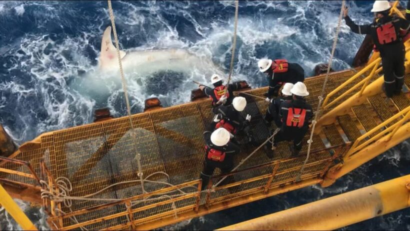 Whale freed by drilling team in Gulf of Thailand