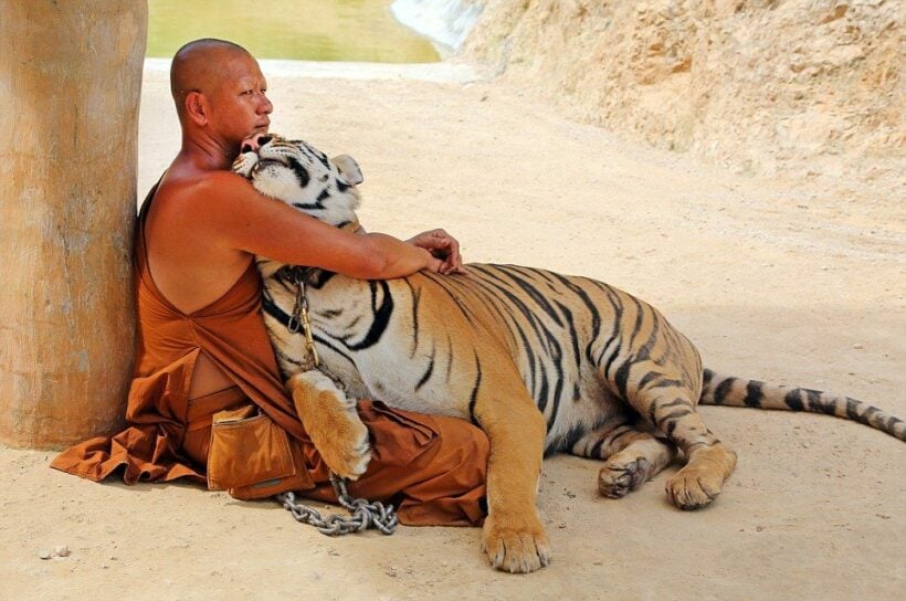 Tiger Temple will adopt cats and dogs