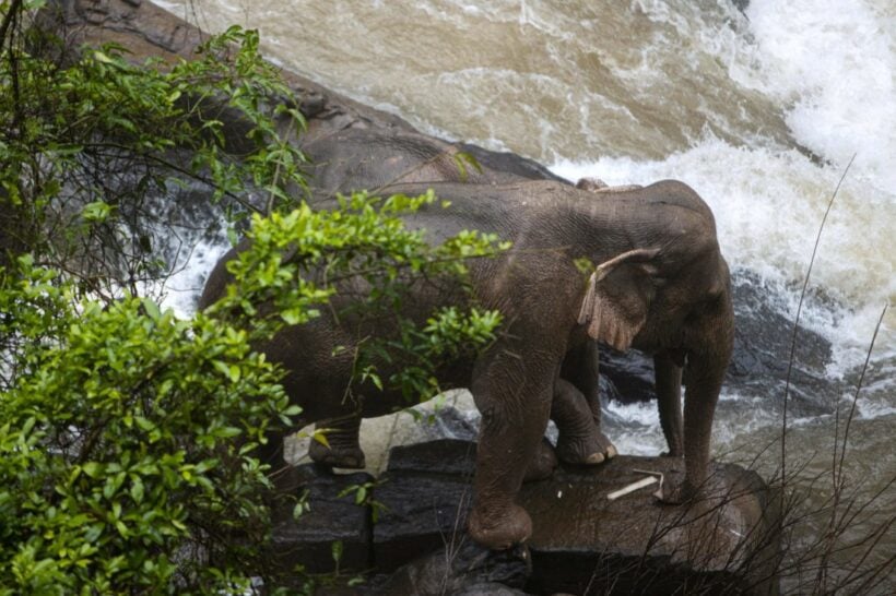 5 more dead elephants located by drone at Khao Yai park waterfall