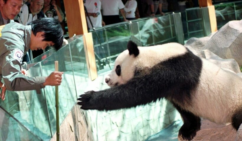 Chiang Mai Zoo announces results of the inquiry into celebrity panda’s death