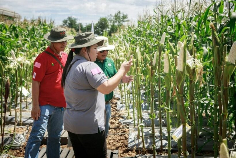 Thailand’s swift response to the ‘fall armyworm’ pest