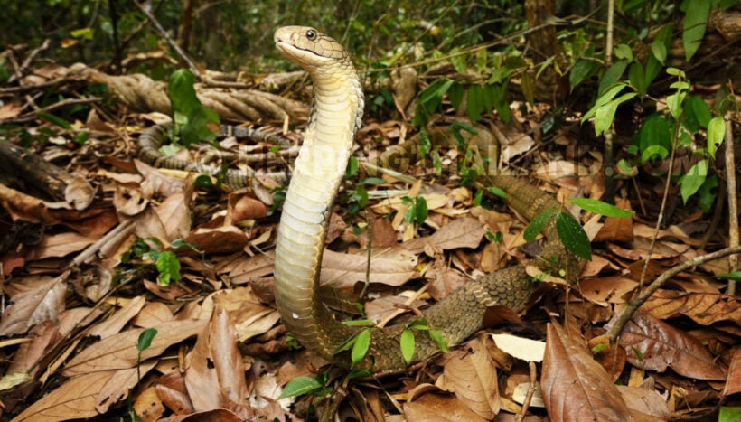 King cobra pops up at Korat night market