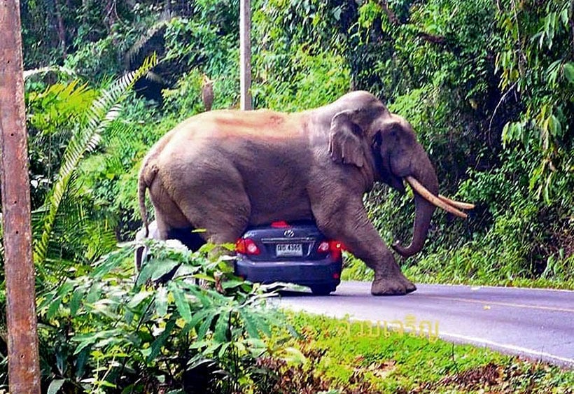 Top 10 rules to avoid an elephant squishing your car