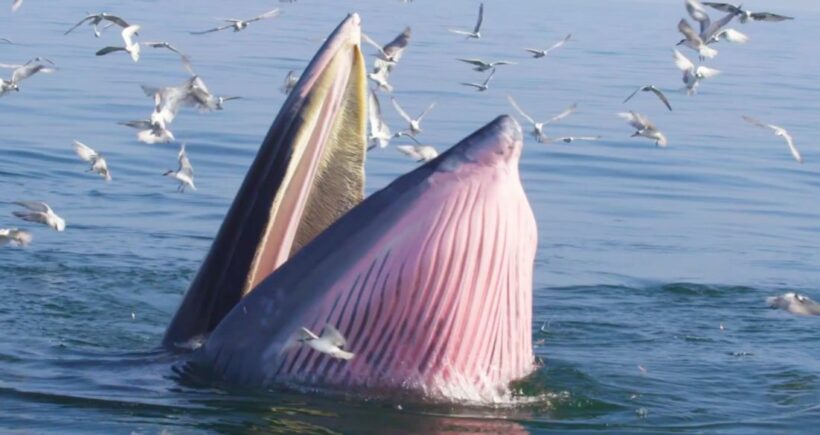 Thai government plans to issue guidelines for watching Bryde’s whales in Chonburi