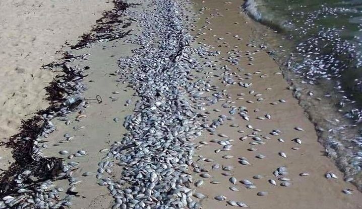 ปลาตายเกลื่อนหาดภูเก็ต กรมประมงแจง น่าจะมาจากเรือประมง | The Thaiger