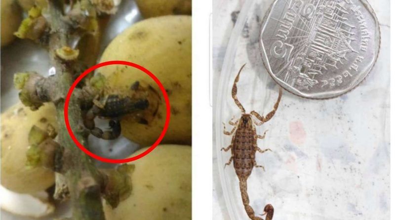 Man stung by scorpion hiding in bag of fruit | News by Thaiger
