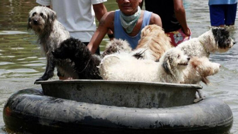 Soi Dog assisting displaced animals in flood-ravaged north east Thailand