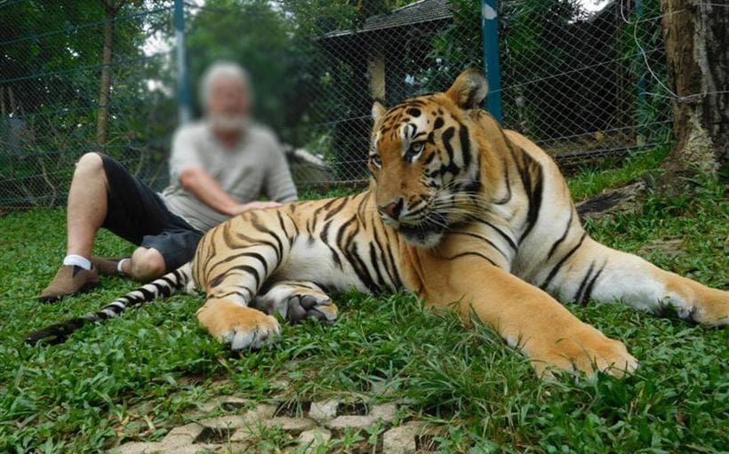 Tigers caught on video in western Thailand rekindle hope for recovery, News