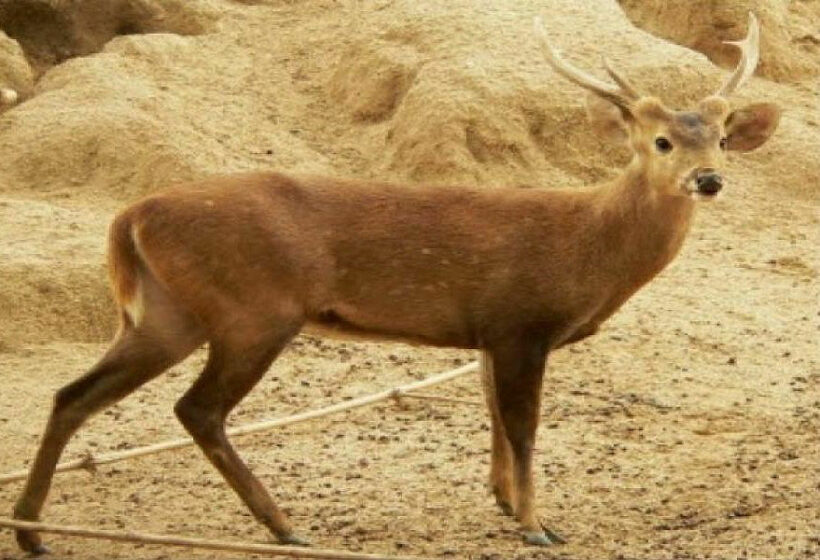 “Vulnerable” deer species rescued six kilometres off shore in southern Thailand