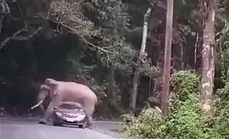 Elephant chooses bad time for a lie down in Khao Yai national park