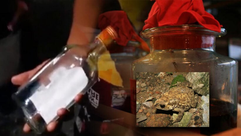 One dead, three in coma, ten seriously ill after drinking moonshine mixed with poisonous toad blood in Chonburi