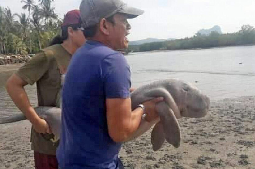 Dr. Thon pleads for dugong conservation plan