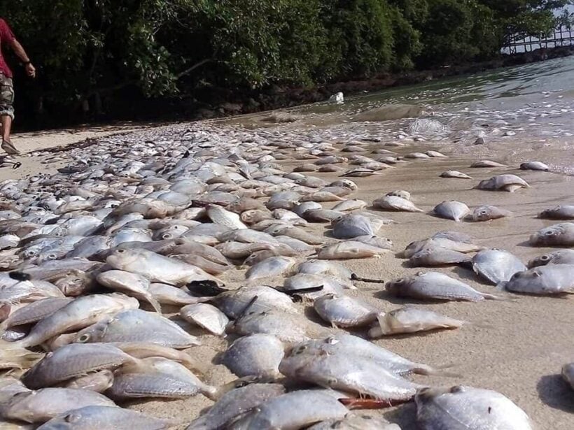 Fish washed up on Koh Naka probably from a fishing boat