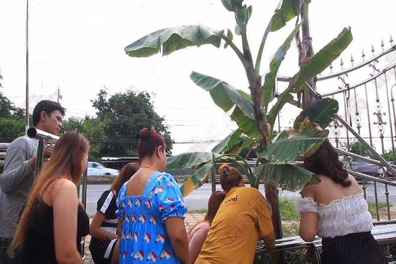 Thais go bananas over freak plants in pursuit of lottery numbers