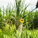 Bhumjaithai ministers will quit if herbicides are not banned | Thaiger