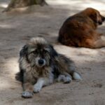 Cambodian dog slaughterhouse shut down, owner says he is &#8220;ashamed&#8221; | Thaiger