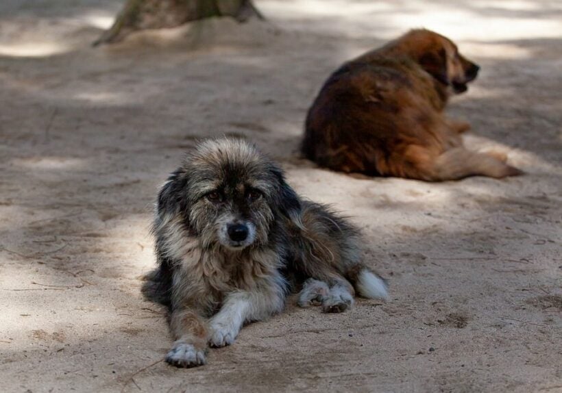 Cambodian dog slaughterhouse shut down, owner says he is “ashamed”