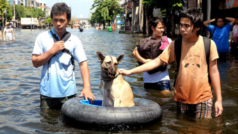 Soi Dog Assisting Displaced Animals In Flood-ravaged North East ...