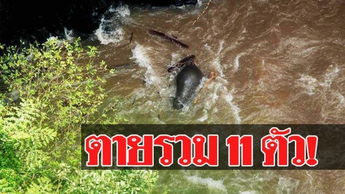 พบช้างตกเหวนรกตายเพิ่มอีก 5 ตัว ยอดตายล่าสุดรวม 11 ตัวแล้ว | The Thaiger