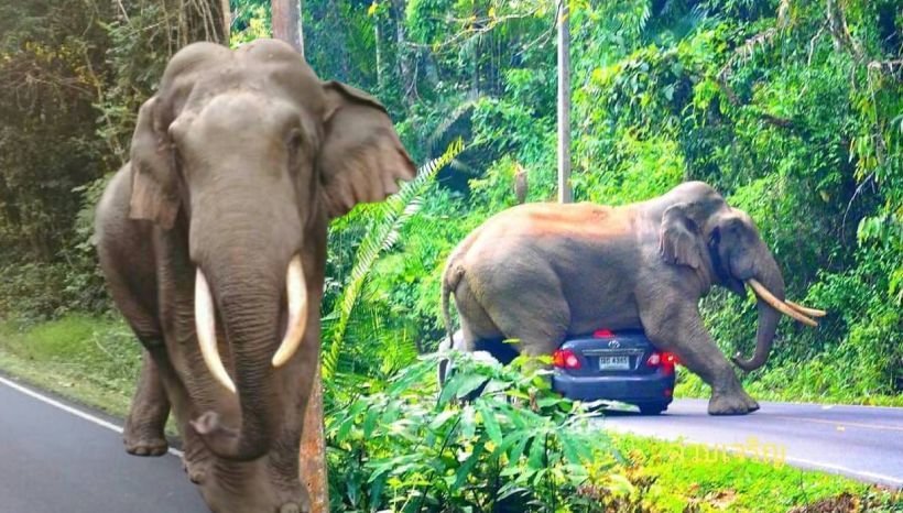 ภาพดื้อๆ ของพี่ดื้อ ช้างป่าเขาใหญ่ ทับรถซะเพลินเชียว | The Thaiger