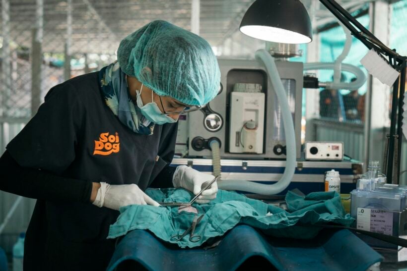 Soi Dog reaches new milestone – neutering 100,000 animals in one year