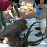 Deer found dead in Thai national park &#8211; 7 kilos of garbage found in stomach | Thaiger
