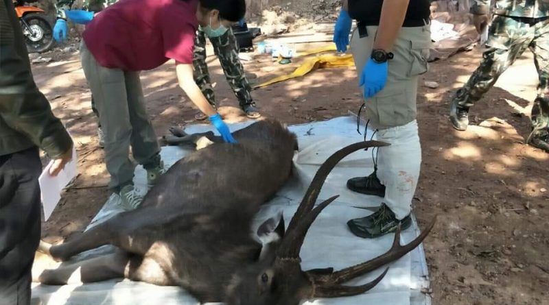 Deer found dead in Thai national park – 7 kilos of garbage found in stomach