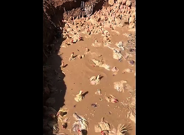 4,000 chickens buried alive in Thailand's south | News by Thaiger