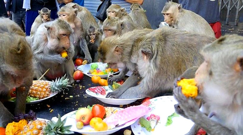 Gin khao! Annual monkey buffet in Lopburi Province | Thaiger