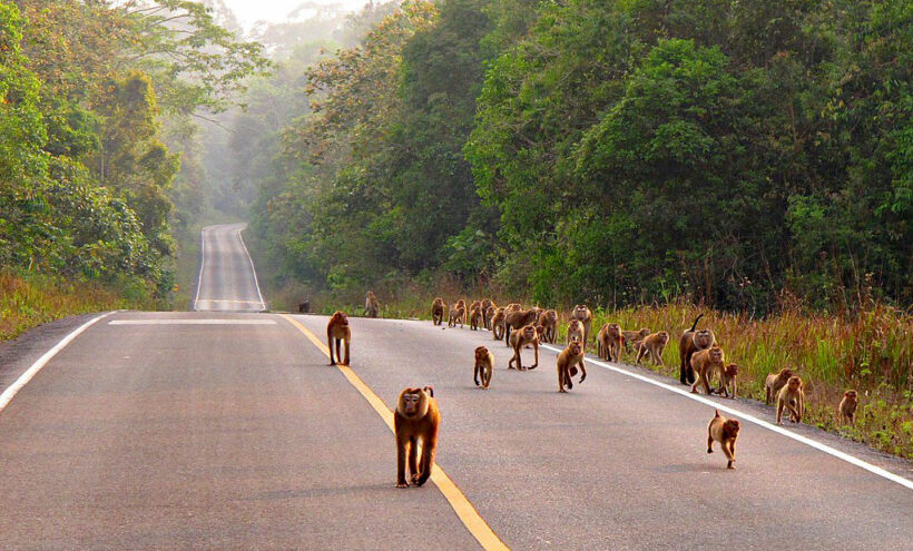 Tourists warned about thieving monkeys in Khao Yai National Park