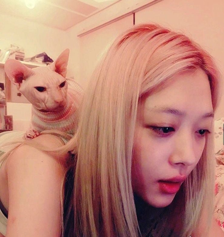 Kim Hee Chul nhận nuôi chú mèo cưng của Sulli? | News by Thaiger