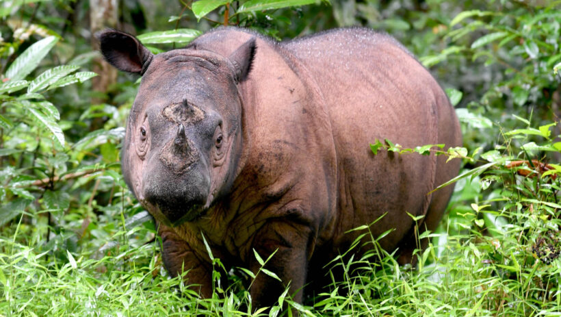 Malaysia’s last Sumatran rhino dies