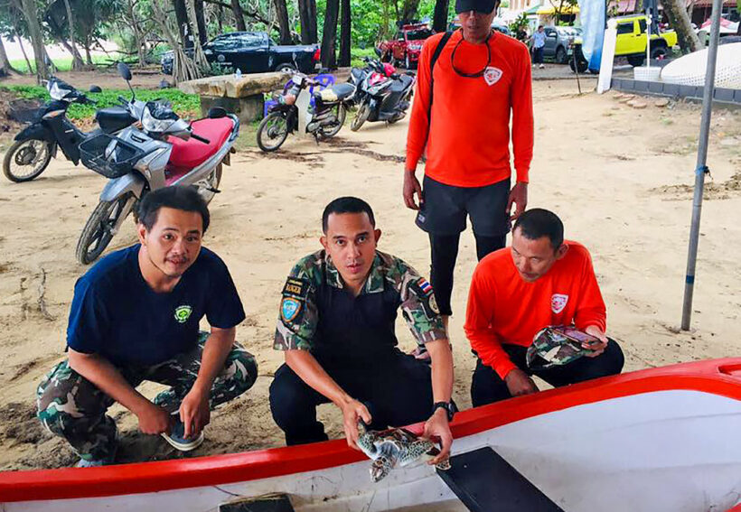 Sea turtles saved at Phuket’s Naithon Beach