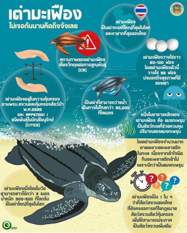 มีเฮ! แม่เต่ามะเฟืองวางไข่เพิ่ม หาดท้ายเหมือง พังงา | News by The Thaiger