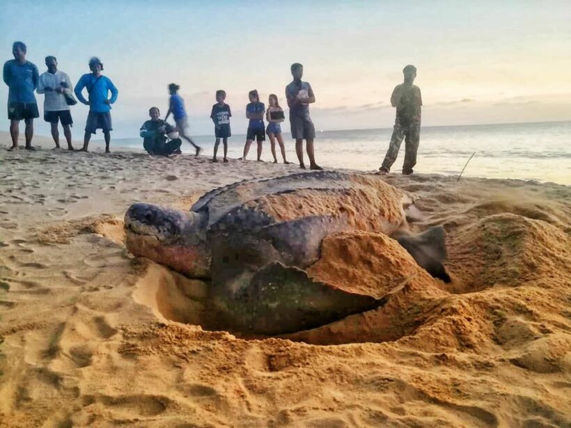 มีเฮ! แม่เต่ามะเฟืองวางไข่เพิ่ม หาดท้ายเหมือง พังงา | News by The Thaiger